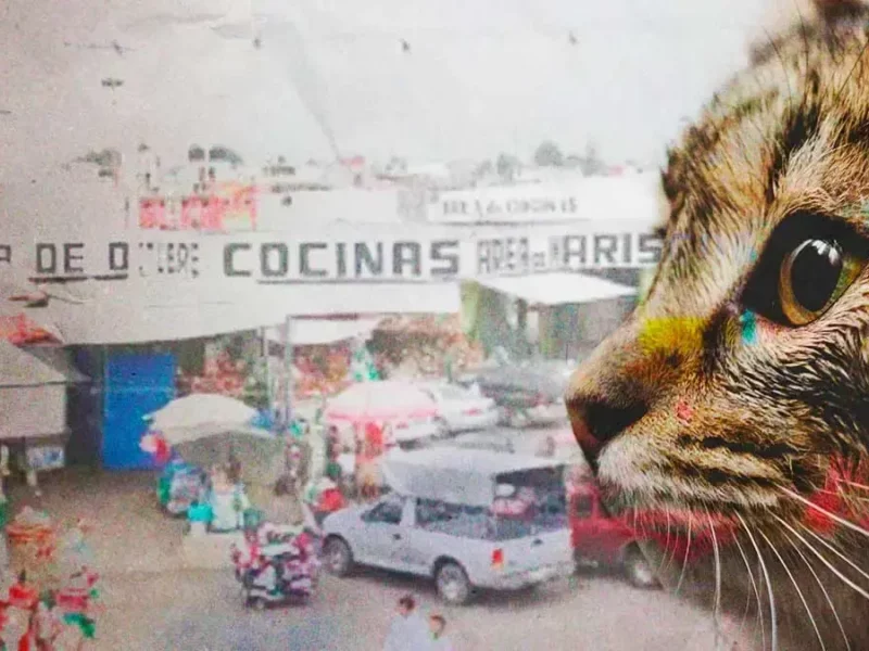 Denuncian maltrato animal en establecimiento del Mercado Hidalgo en Puebla  
