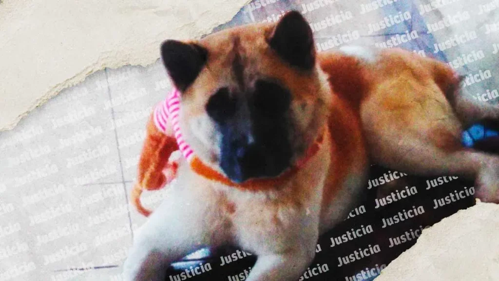 Sentencian a ocho años de prisión al asesino del perro Akita Deck en Puebla