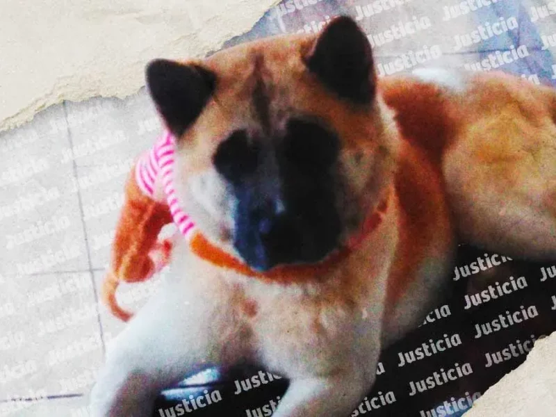Sentencian a ocho años de prisión al asesino del perro Akita Deck en Puebla