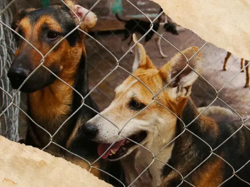 Hasta marzo de 2024, Ayuntamiento de Puebla recibió 950 denuncias por maltrato animal 