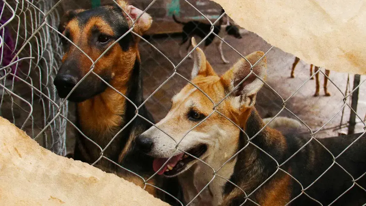 Hasta marzo de 2024, Ayuntamiento de Puebla recibió 950 denuncias por maltrato animal 