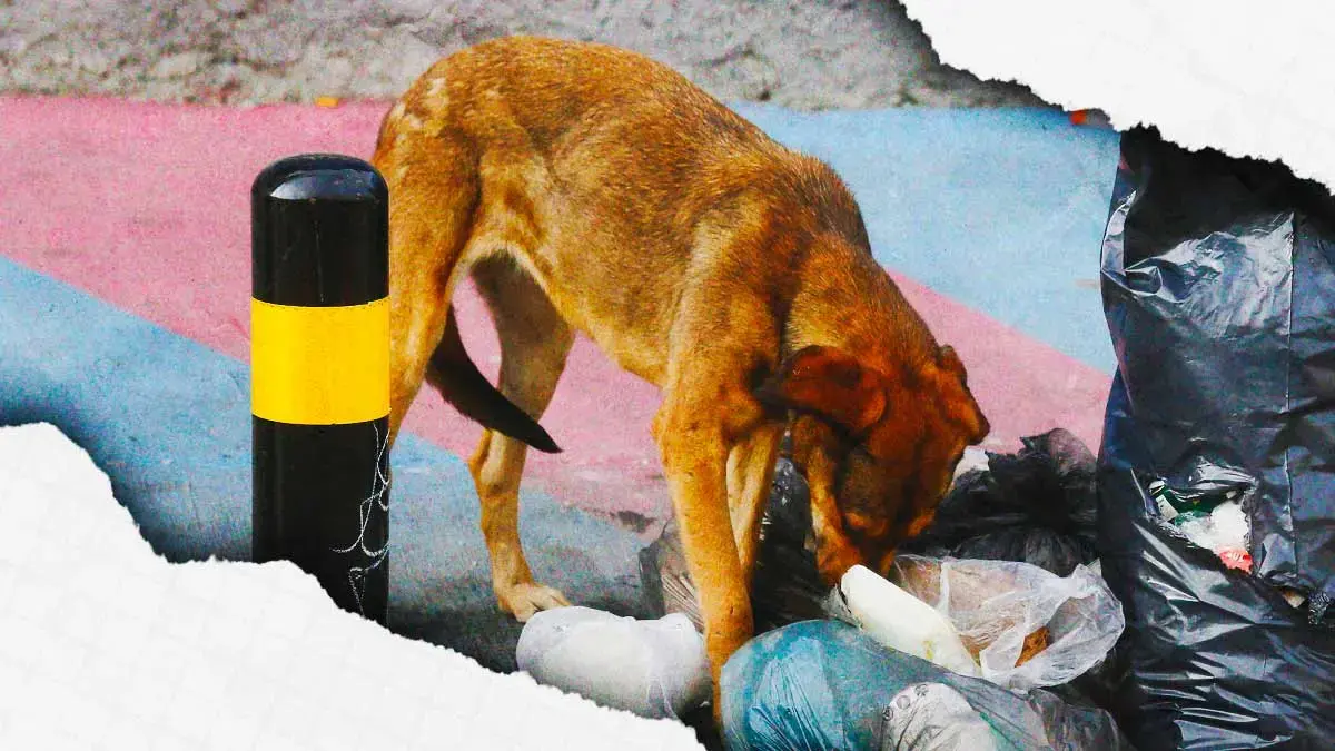 Vecinos de Texmelucan hallan un feto en el hocico de un perro