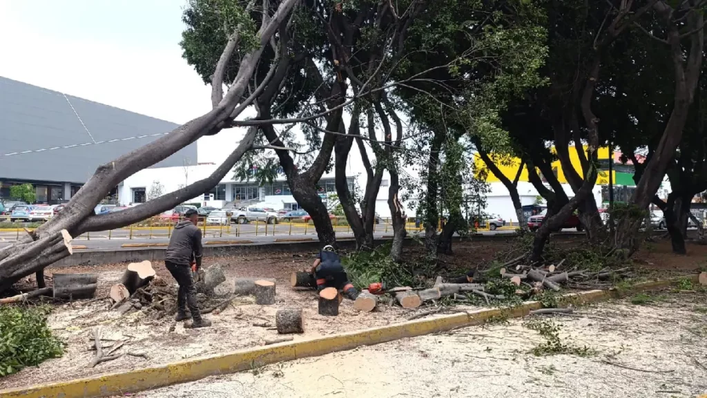 Ayuntamiento de Puebla atendió caída de árboles presentados el 7 de mayo