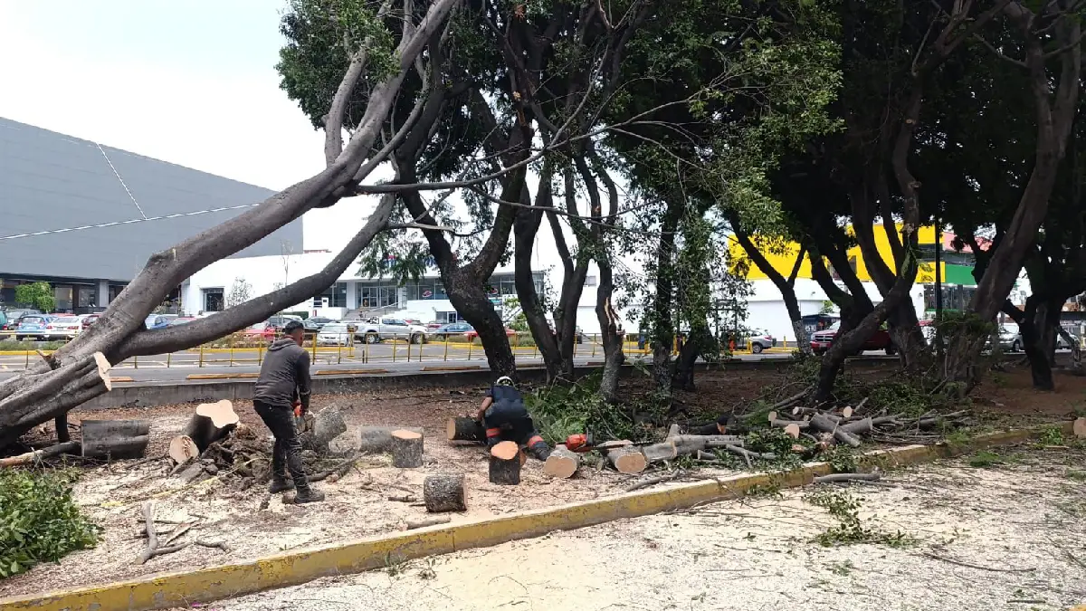 Ayuntamiento de Puebla atendió caída de árboles presentados el 7 de mayo