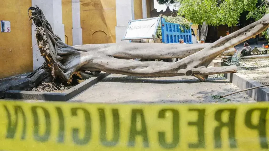 Fuertes vientos tiraron árboles en Puebla capital este fin de semana 