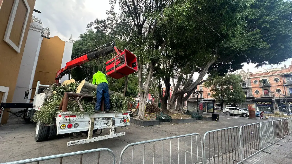 Ayuntamiento de Puebla realizará evaluación del arbolado de la Plaza de la Libre Expresión