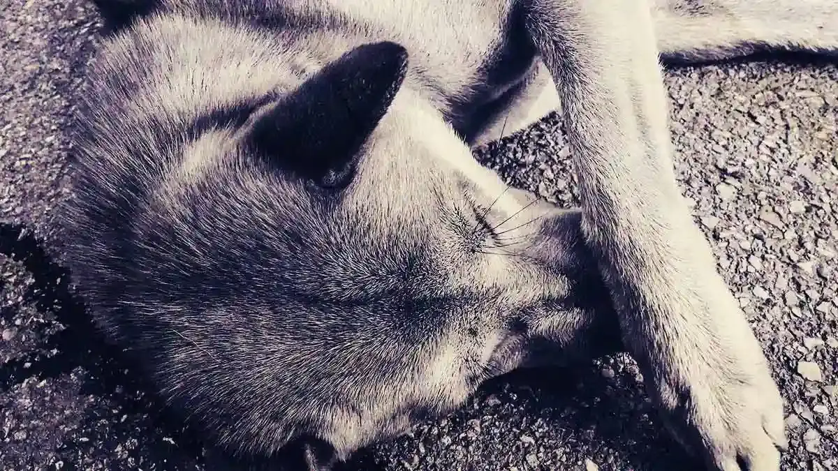Automovilista atropelló intencionalmente a un perro en San Baltazar Campeche, Puebla y se fugó 