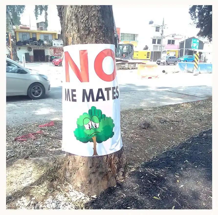 Vecinos de Puebla piden evitar tala de árboles por obras en el Entronque de Amalucan 