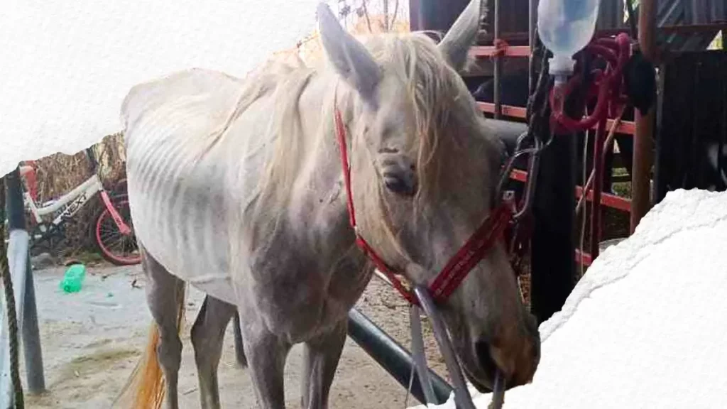 Rescatan a yegua víctima de maltrato animal en San Andrés Cholula