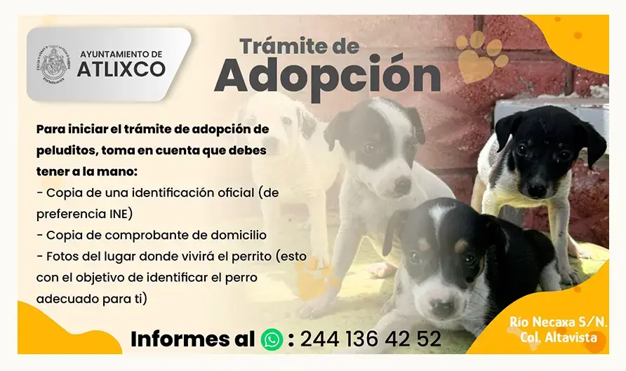 Cambia la vida de un lomito; conoce cómo adoptar perritos en Atlixco