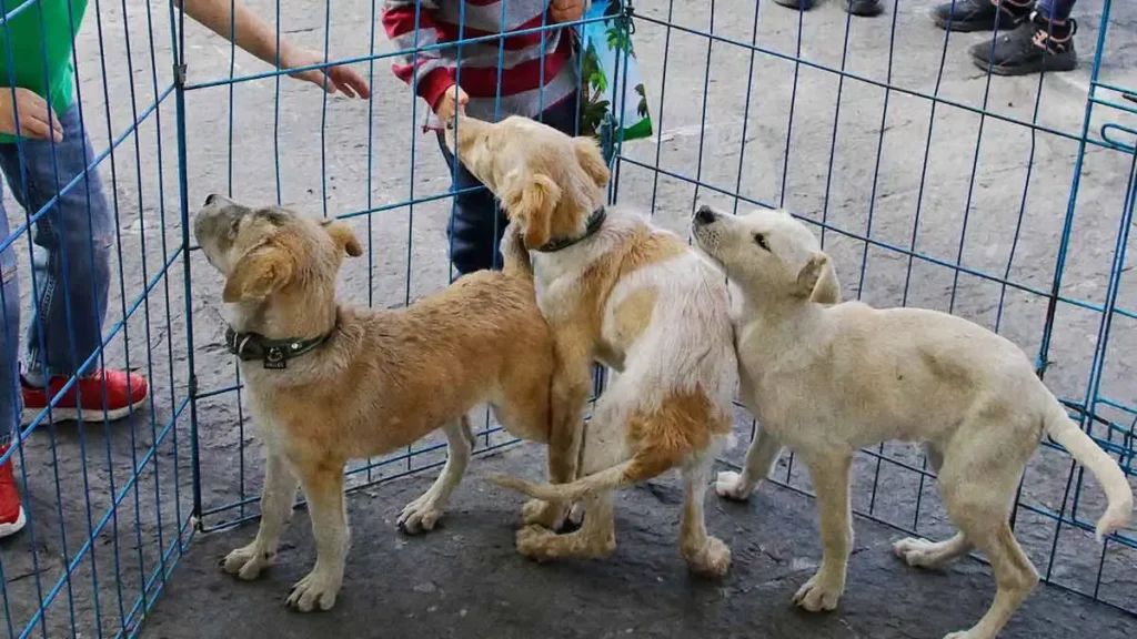 Cambia la vida de un lomito; conoce cómo adoptar perritos en Atlixco