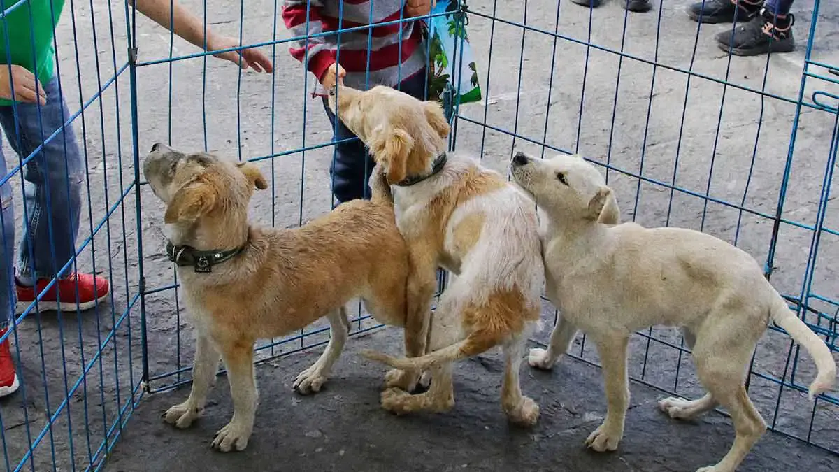 Cambia la vida de un lomito; conoce cómo adoptar perritos en Atlixco