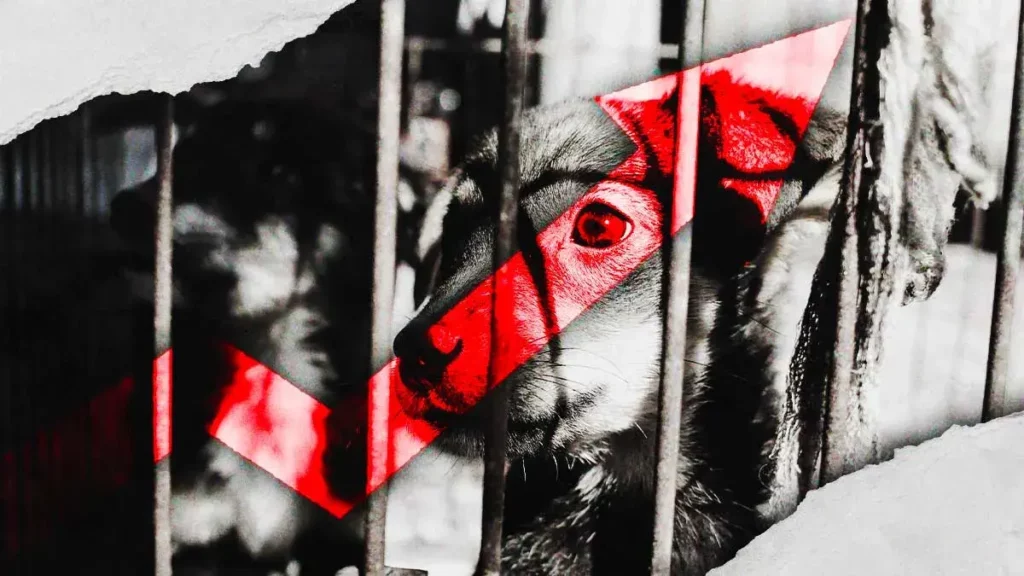 Por temporada de calor, animalistas de Puebla reportan 100 casos de maltrato animal al mes 