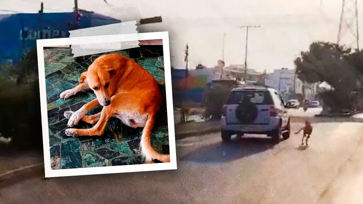Esta es la verdadera historia del perro “abandonado” en Las Torres