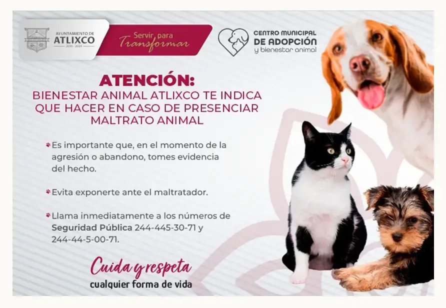 Bienestar Animal Atlixco te indica qué hacer en caso de presenciar maltrato animal