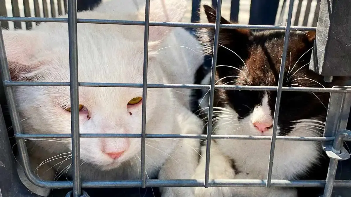 Bienestar Animal Atlixco te indica qué hacer en caso de presenciar maltrato animal