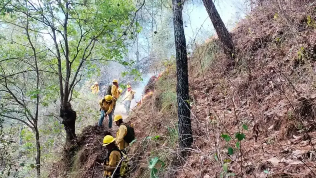 En una semana se registraron 26 incendios forestales en Puebla; hay siete denuncias 