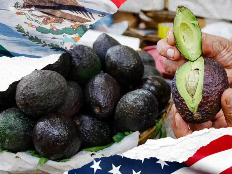 EEUU suspende las importaciones de aguacate mexicano de Michoacán por agresiones contra inspectores