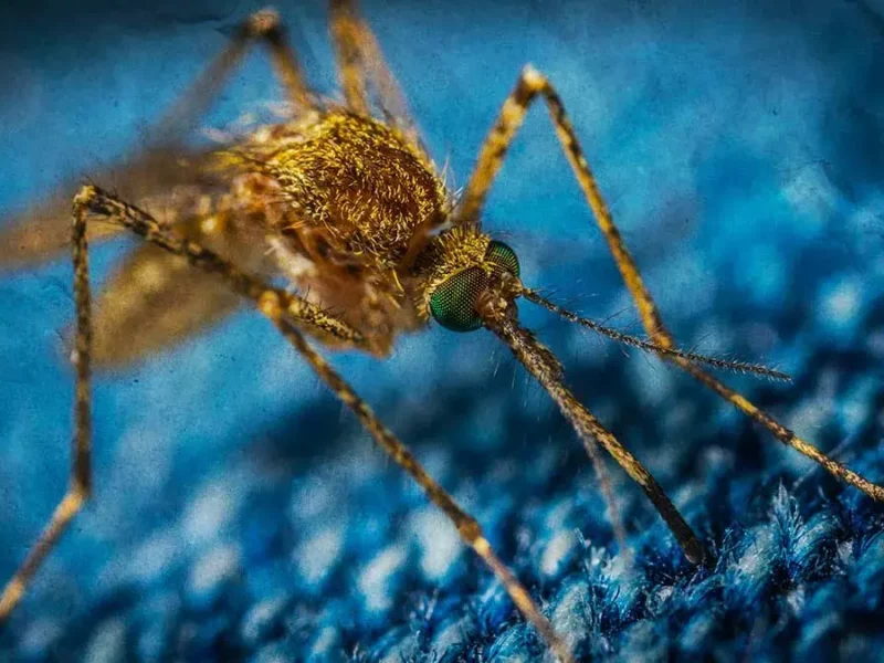 Registran más de 15 mil casos de dengue a nivel nacional: UPAEP 