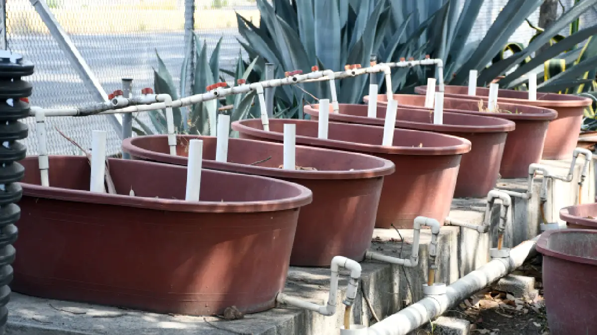 Humedales artificiales: eficientes y baratos para tratar aguas residuales