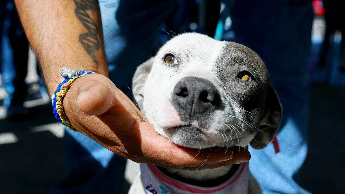 Habrá jornadas de adopción los fines de semana en nueva Estancia Animal en Amalucan 