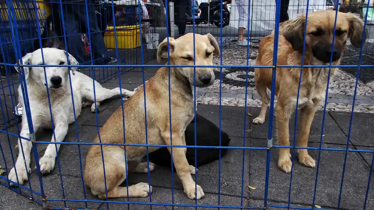 DIF Puebla invita a la quinta Feria de Adopción de perros y gatos