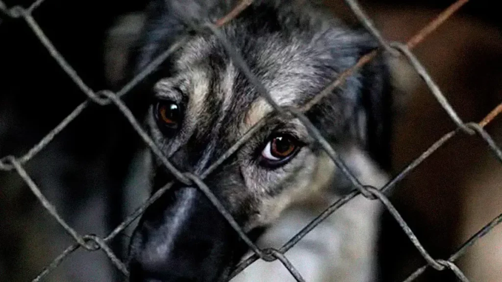 Animalistas denuncian caso de maltrato animal en Tehuacán; policías se niegan a detener al responsable 