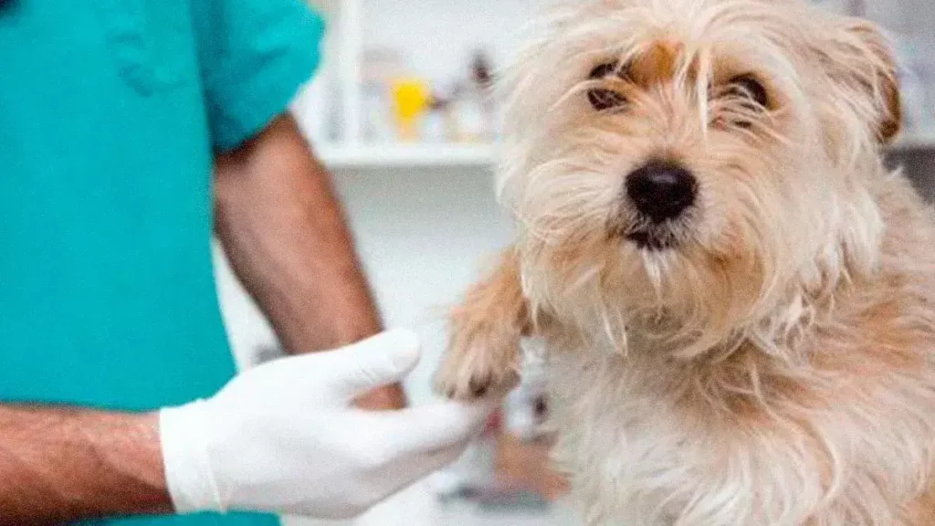 Movimiento Animalista de Puebla organiza campaña masiva de esterilización en Tlatlauquitepec