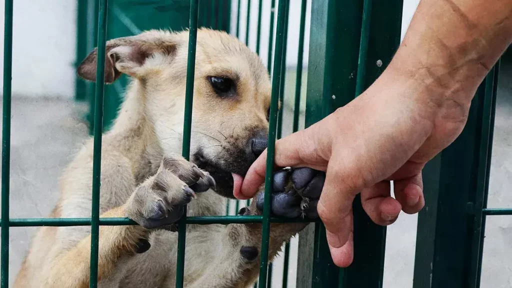 El refugio para perros Huellitas con Alma organiza mega jornada de adopción en Cholula  