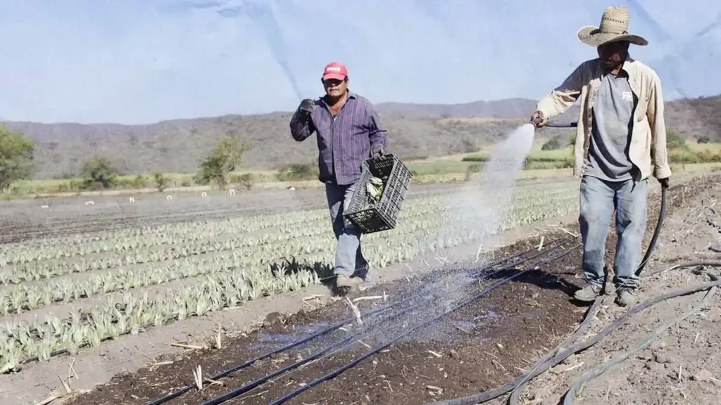 Altos precios de insumos y servicios, principal problema de agricultores en Puebla 