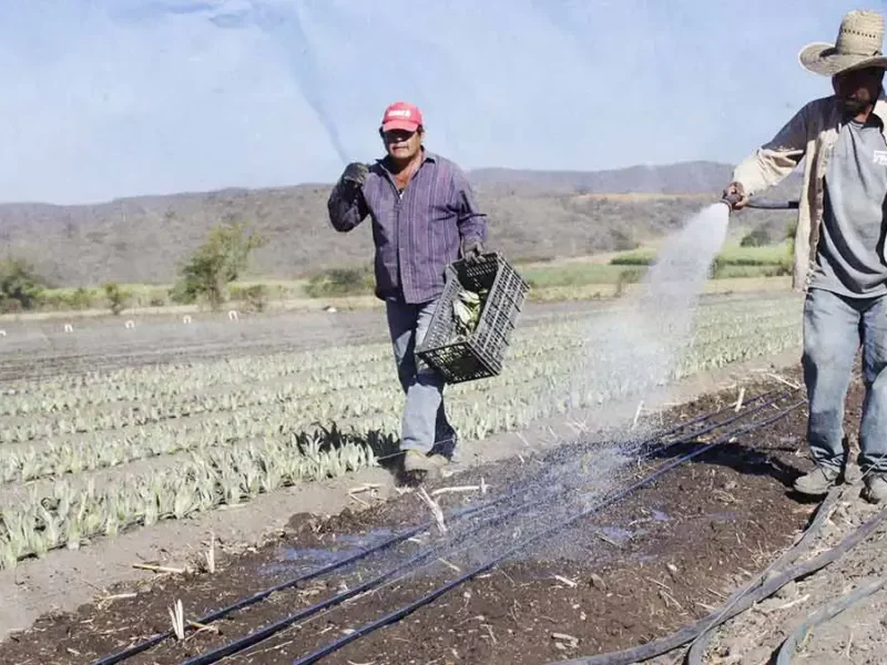 Altos precios de insumos y servicios, principal problema de agricultores en Puebla 