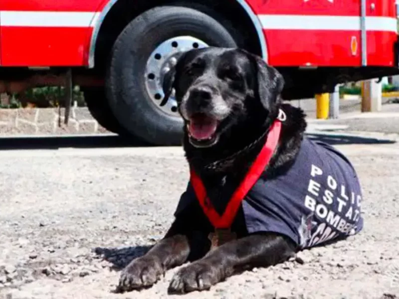 Despiden con honores a Dana, ejemplar canina de Bomberos de Puebla