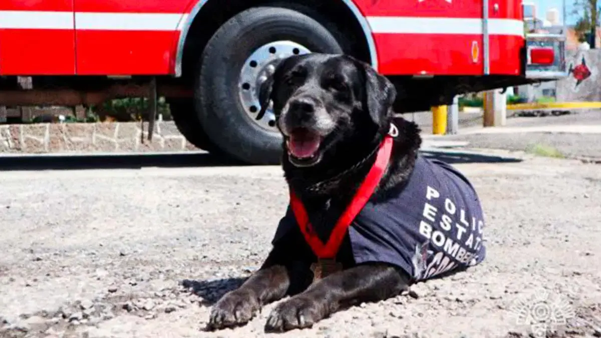 Despiden con honores a Dana, ejemplar canina de Bomberos de Puebla
