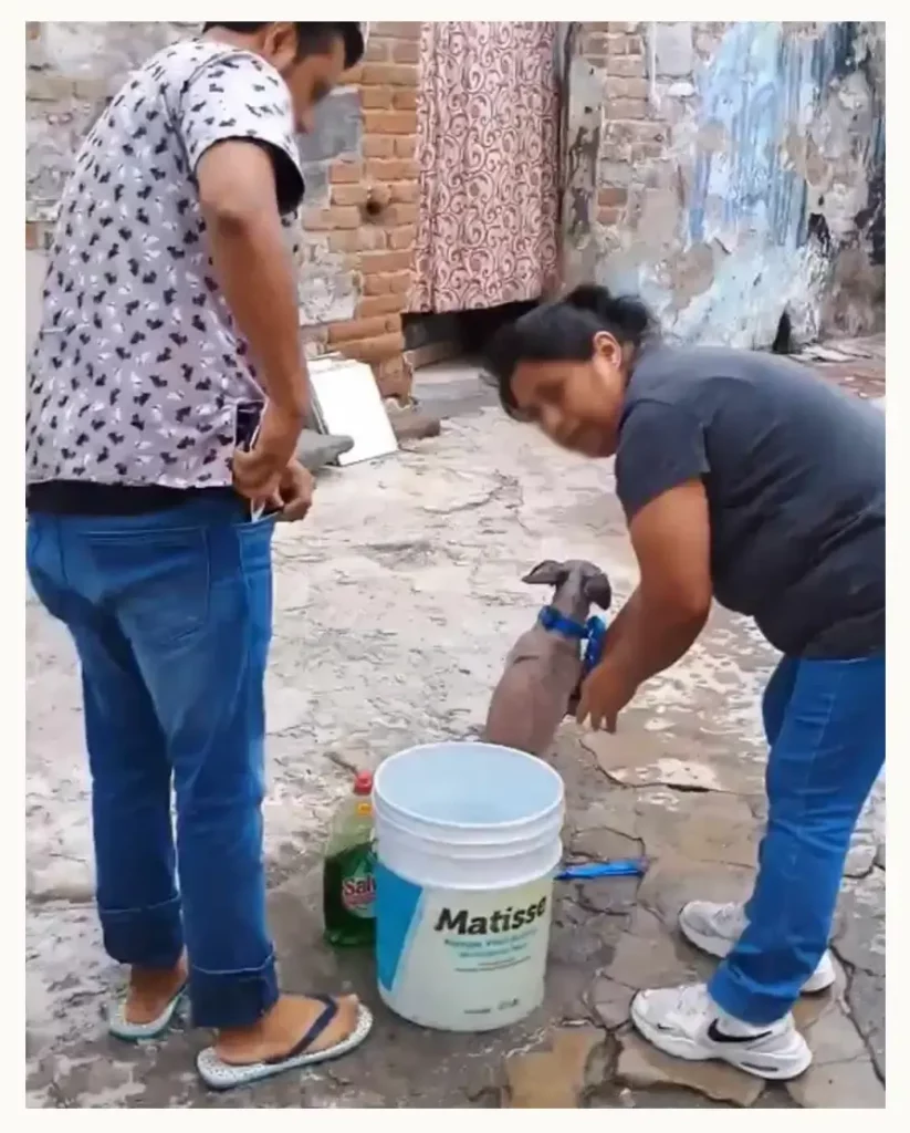 Estética Canina en Puebla es acusada de maltrato animal; bañan perros con detergente para trastes