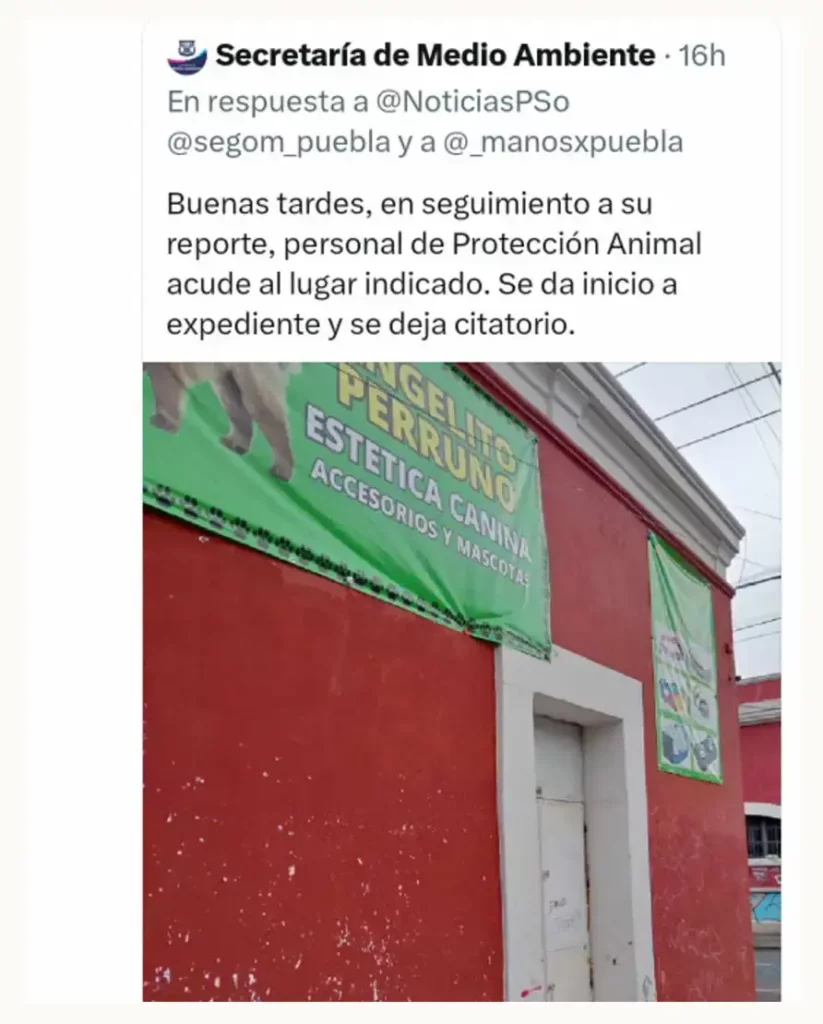 Denuncian a estética Angelito Perruno