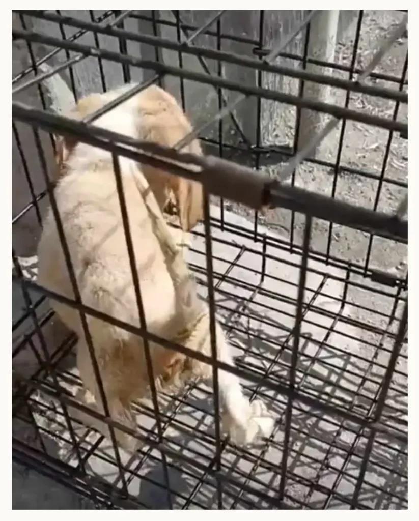Estética Canina en Puebla es acusada de maltrato animal; bañan perros con detergente para trastes