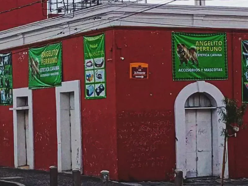 Estética Canina en Puebla es acusada de maltrato animal; bañan perros con detergente para trastes