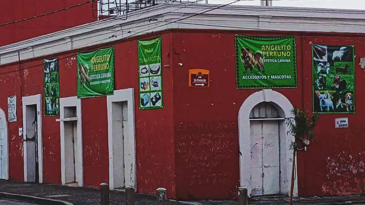 Estética Canina en Puebla es acusada de maltrato animal; bañan perros con detergente para trastes