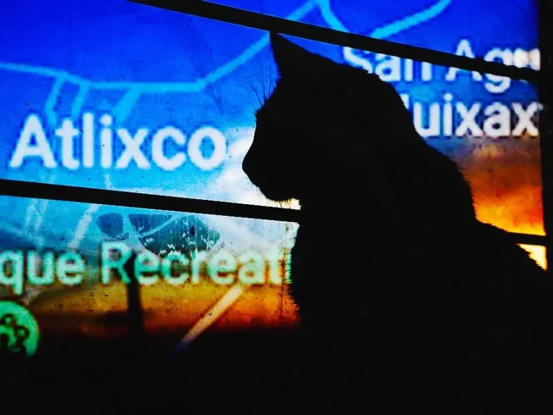 Denuncian nuevo caso de envenenamiento de perros y gatos en Atlixco; al menos diez fallecieron