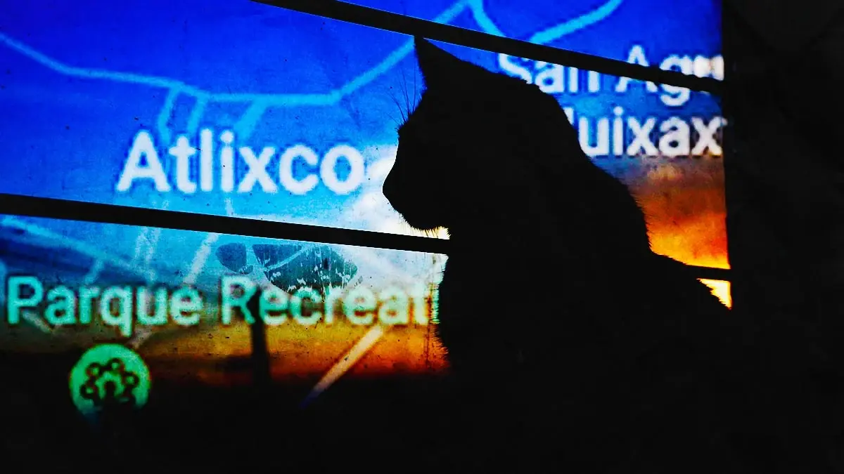 Denuncian nuevo caso de envenenamiento de perros y gatos en Atlixco; al menos diez fallecieron