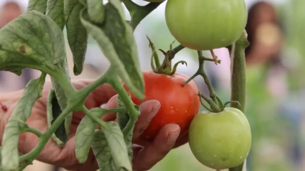 Ayuntamiento de Puebla invitan al curso de verano agroecológico "Misión: rescate tierra"