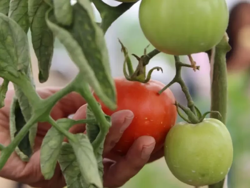 Ayuntamiento de Puebla invitan al curso de verano agroecológico "Misión: rescate tierra"
