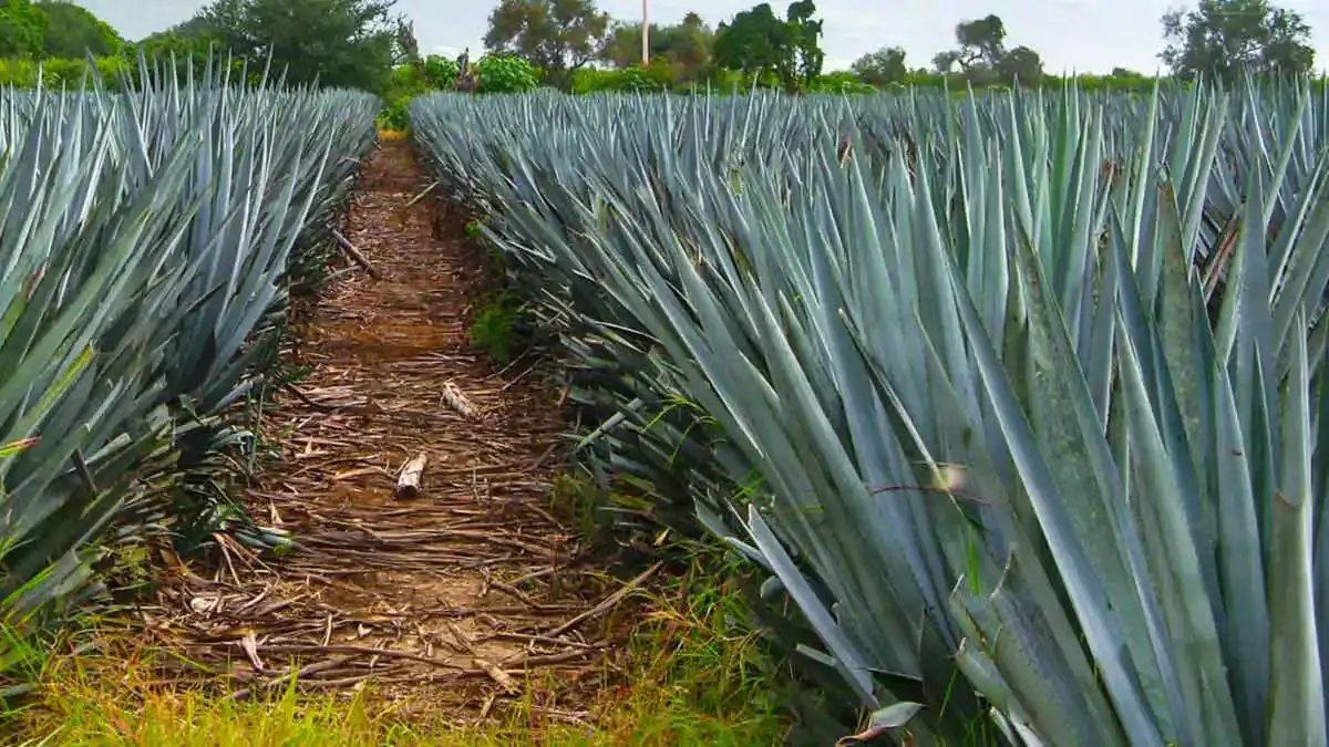 Día Internacional del Tequila, cinco datos interesantes de esta bebida mexicana
