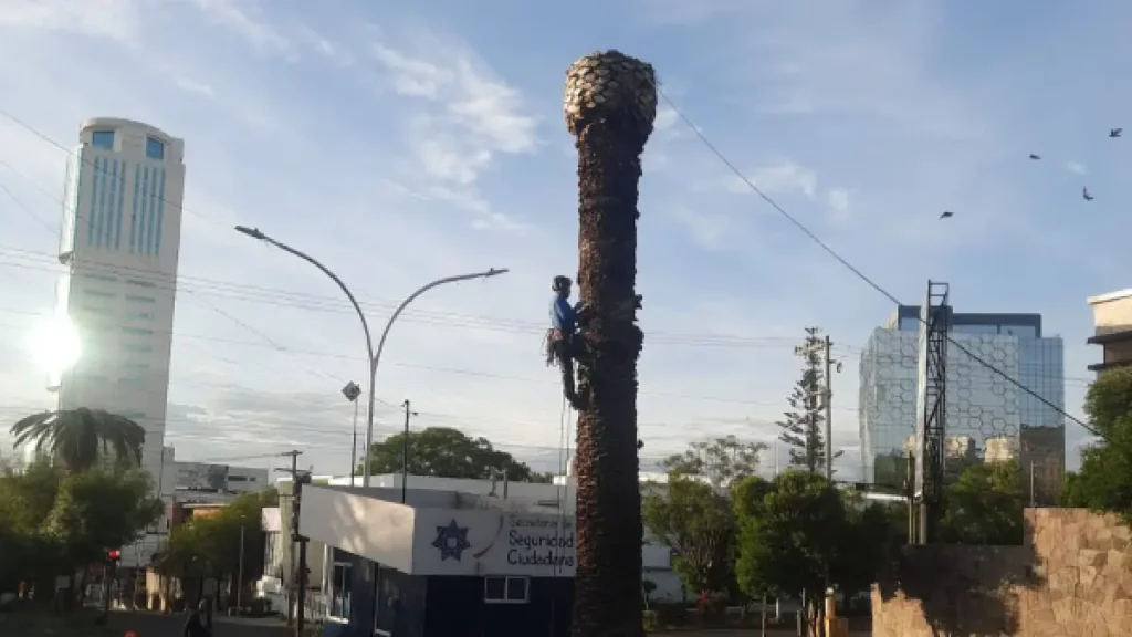 Secretaría de medio ambiente dictamina palmeras enfermas en La Paz