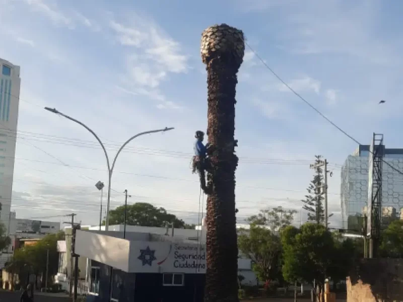 Secretaría de medio ambiente dictamina palmeras enfermas en La Paz