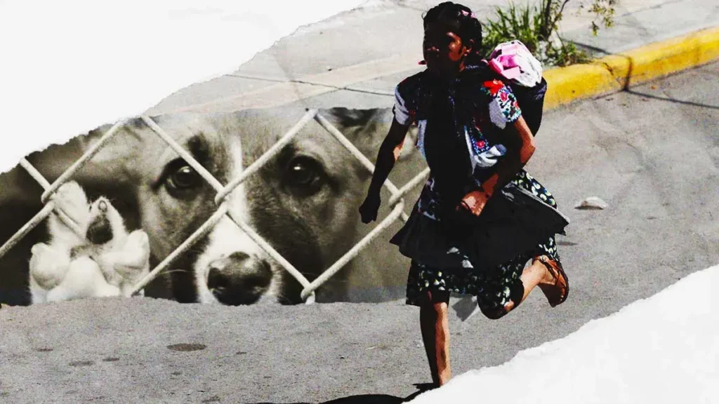 Animalistas acusan levantamiento de perros en Tehuacán por Carrera de la Tortilla 