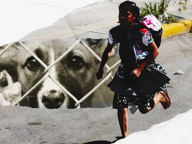 Animalistas acusan levantamiento de perros en Tehuacán por Carrera de la Tortilla 