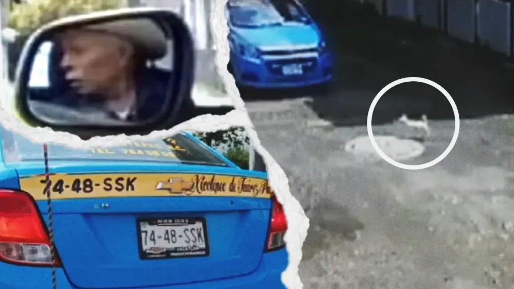 Taxi atropelló a perrita “Marley” en Huauchinango, Puebla; exigen justicia por caso de maltrato animal