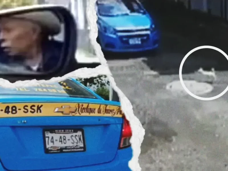 Taxi atropelló a perrita “Marley” en Huauchinango, Puebla; exigen justicia por caso de maltrato animal