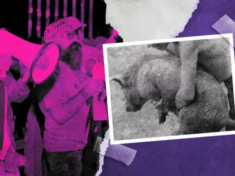 Animalistas exigen cancelar concurso “marrano ensebado” en Fiesta Patronal de Tehuacán